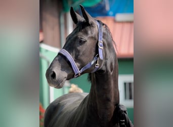 Oldenbourg, Jument, 9 Ans, 166 cm, Noir