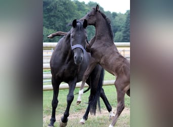 Oldenbourg, Jument, 9 Ans, 166 cm, Noir