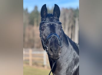 Oldenbourg, Jument, 9 Ans, 166 cm, Noir