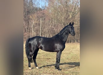 Oldenbourg, Jument, 9 Ans, 166 cm, Noir