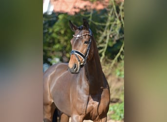 Oldenbourg, Jument, 9 Ans, 167 cm, Bai