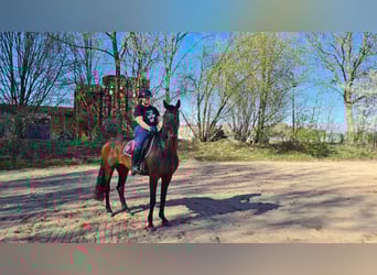 Oldenbourg, Jument, 9 Ans, 168 cm, Bai brun
