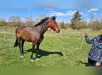 Oldenbourg, Jument, 9 Ans, 168 cm, Bai brun
