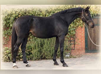 Oldenbourg, Jument, 9 Ans, 168 cm, Bai brun