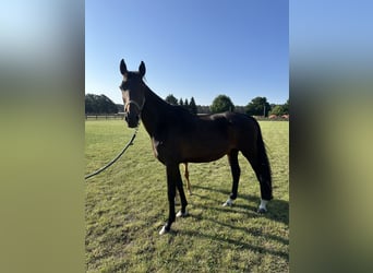 Oldenbourg, Jument, 9 Ans, 168 cm, Bai