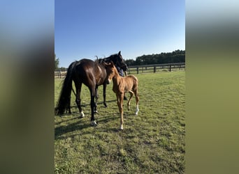 Oldenbourg, Jument, 9 Ans, 168 cm, Bai