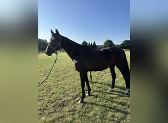 Oldenbourg, Jument, 9 Ans, 168 cm, Bai