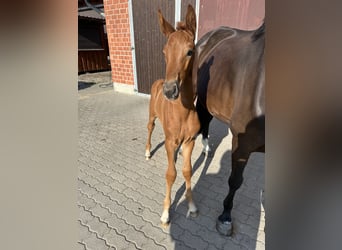 Oldenbourg, Jument, 9 Ans, 168 cm, Bai