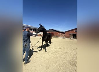 Oldenbourg, Jument, 9 Ans, 168 cm, Noir