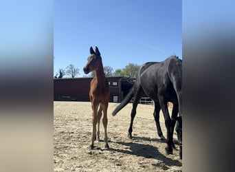 Oldenbourg, Jument, 9 Ans, 168 cm, Noir