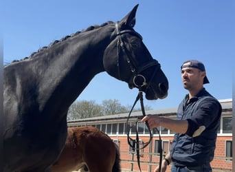 Oldenbourg, Jument, 9 Ans, 168 cm, Noir