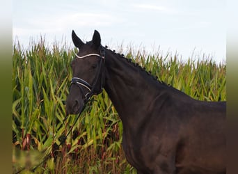 Oldenbourg, Jument, 9 Ans, 168 cm, Noir