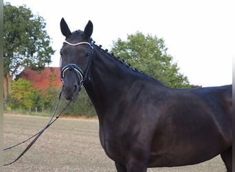 Oldenbourg, Jument, 9 Ans, 168 cm, Noir