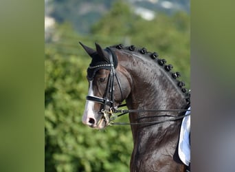 Oldenbourg, Jument, 9 Ans, 168 cm, Noir