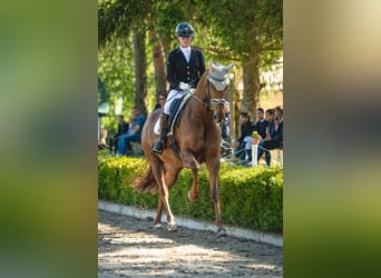 Oldenbourg, Jument, 9 Ans, 170 cm, Alezan brûlé