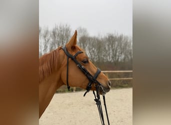 Oldenbourg, Jument, 9 Ans, 170 cm, Alezan