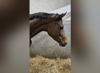 Oldenbourg, Jument, 9 Ans, 170 cm, Bai