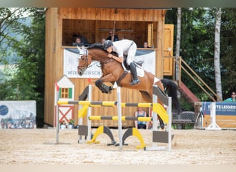 Oldenbourg, Jument, 9 Ans, 170 cm, Bai