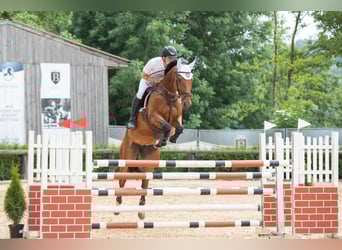Oldenbourg, Jument, 9 Ans, 170 cm, Bai