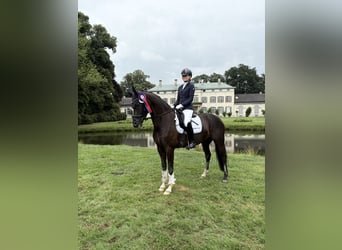 Oldenbourg, Jument, 9 Ans, 170 cm, Noir