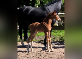 Oldenbourg, Jument, 9 Ans, 170 cm, Noir
