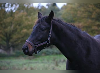 Oldenbourg, Jument, 9 Ans, 171 cm, Bai brun