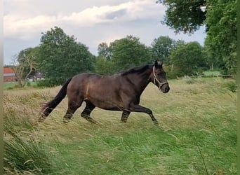 Oldenbourg, Jument, 9 Ans, 171 cm, Bai brun