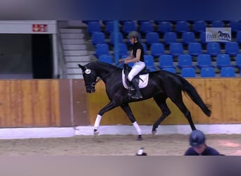 Oldenbourg, Jument, 9 Ans, 171 cm, Noir