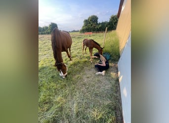 Oldenbourg, Jument, 9 Ans, 172 cm, Alezan brûlé