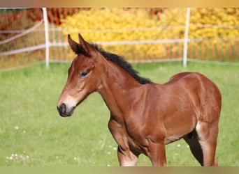 Oldenbourg, Jument, 9 Ans, 172 cm, Alezan brûlé