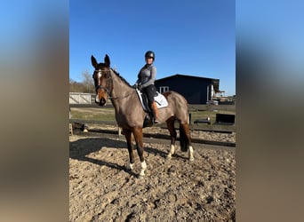 Oldenbourg, Jument, 9 Ans, 172 cm, Bai brun