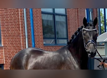 Oldenbourg, Jument, 9 Ans, 172 cm, Noir