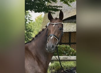 Oldenbourg, Jument, 9 Ans, 173 cm, Alezan brûlé