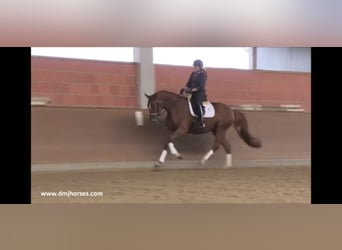 Oldenbourg, Jument, 9 Ans, 174 cm, Alezan