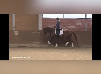 Oldenbourg, Jument, 9 Ans, 174 cm, Alezan