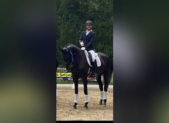 Oldenbourg, Jument, 9 Ans, 174 cm, Noir