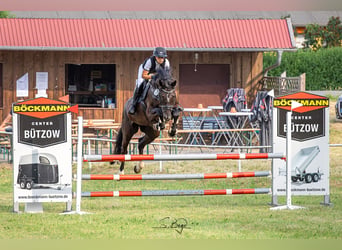 Oldenbourg, Jument, 9 Ans, 175 cm, Bai brun foncé