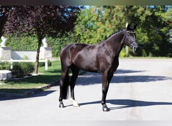 Oldenbourg, Jument, 9 Ans, 175 cm, Noir