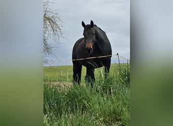 Oldenbourg, Jument, 9 Ans, 176 cm, Bai brun