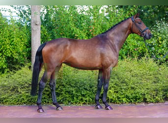 Oldenbourg, Jument, 9 Ans, Bai