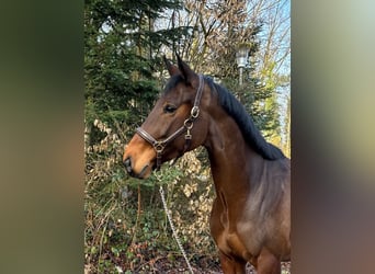 Oldenbourg, Jument, 9 Ans