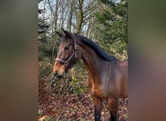 Oldenbourg, Jument, 9 Ans