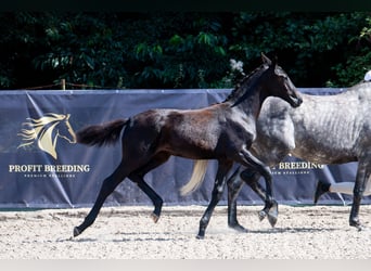 Oldenbourg, Jument, Poulain (01/2025), 137 cm, Gris