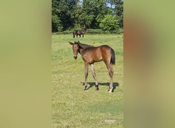 Oldenbourg, Jument, Poulain (06/2026), 140 cm, Bai
