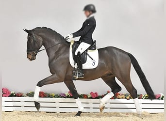 Oldenbourg, Jument, Poulain (04/2026), 167 cm, Alezan brûlé