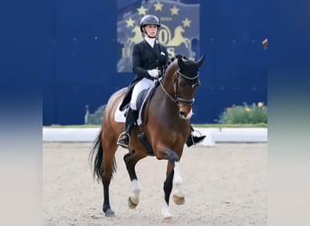 Oldenbourg, Jument, Poulain (04/2026), 167 cm, Alezan brûlé