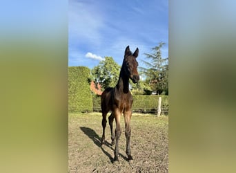 Oldenbourg, Jument, , 168 cm, Bai brun