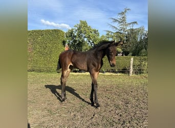 Oldenbourg, Jument, , 168 cm, Bai brun