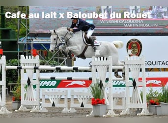 Oldenbourg, Jument, Poulain (02/2024), 168 cm, Bai brun foncé