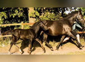 Oldenbourg, Jument, Poulain (04/2025), 168 cm, Noir